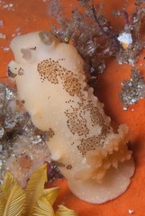 Mandelia mirocornata