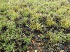 Fimbristylis polytrichoides