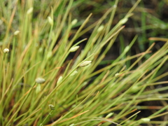 Fimbristylis polytrichoides