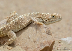Trapelus agilis