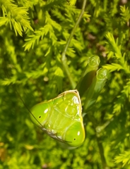 Hierodula tenuidentata