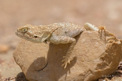Trapelus agilis