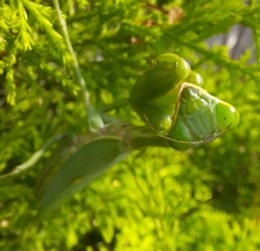 Hierodula tenuidentata