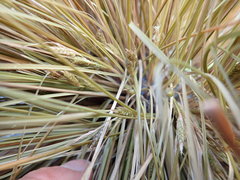 Carex testacea