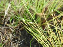 Fimbristylis polytrichoides