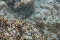 Canthigaster amboinensis