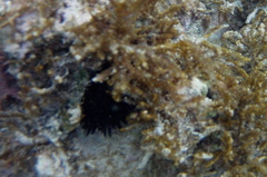 Echinometra oblonga