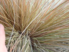 Carex testacea