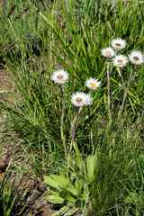 Helichrysum ecklonis