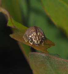 Paropsisterna decolorata