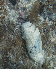 Holothuria whitmaei