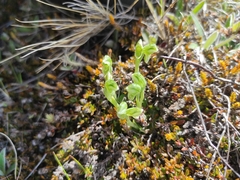 Pterostylis tanypoda