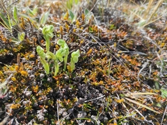 Pterostylis tanypoda