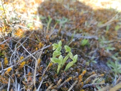 Pterostylis tanypoda