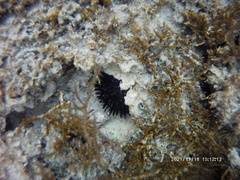 Echinometra oblonga