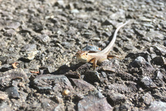 Takydromus tachydromoides