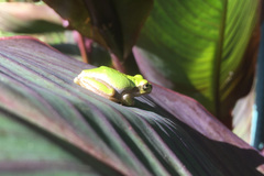 Hyla japonica