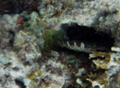 Pinctada margaritifera