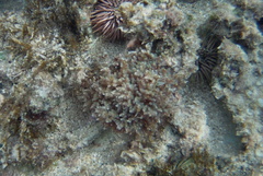 Dasya iridescens