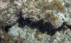 Holothuria cinerascens
