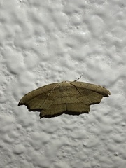 Phalacra strigata