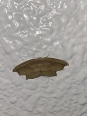 Phalacra strigata