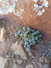 Crassula corallina
