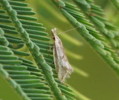 Thema macroscia