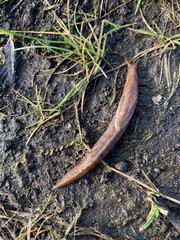 Prophysaon foliolatum