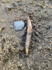 Prophysaon foliolatum