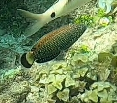 Anampses caeruleopunctatus