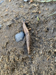 Prophysaon foliolatum