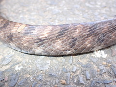 Boiga siamensis