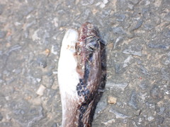 Boiga siamensis