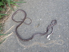 Boiga siamensis