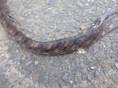Boiga siamensis