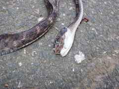 Boiga siamensis