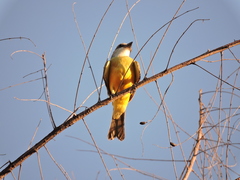 Tyrannus melancholicus