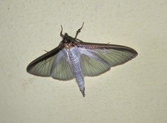 Cydalima laticostalis