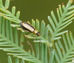 Monolepta subsuturalis