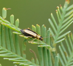 Monolepta subsuturalis