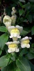 Antirrhinum majus