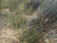 Thamnochortus platypteris
