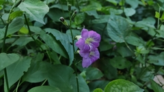 Asystasia gangetica gangetica