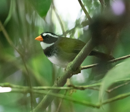 Orange-billed Sparrow (Arremon aurantiirostris), photo 2