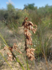 Thamnochortus platypteris