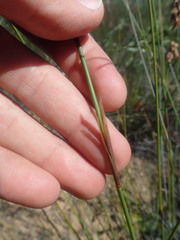 Thamnochortus platypteris
