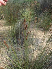 Thamnochortus platypteris