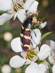 Castiarina rectifasciata