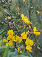 Bossiaea foliosa